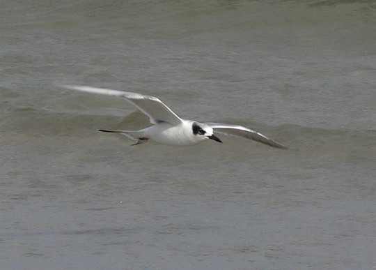 Forsters Tern juv.