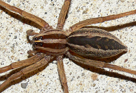 Rabid Wolf Spider