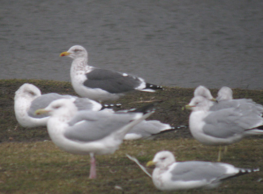 Lesser Black-backed Gull
