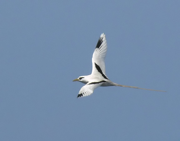 White-tailed Tropicbird