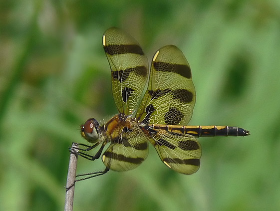 Halloween Pennant