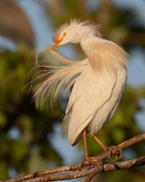 Preening Cattle Egret