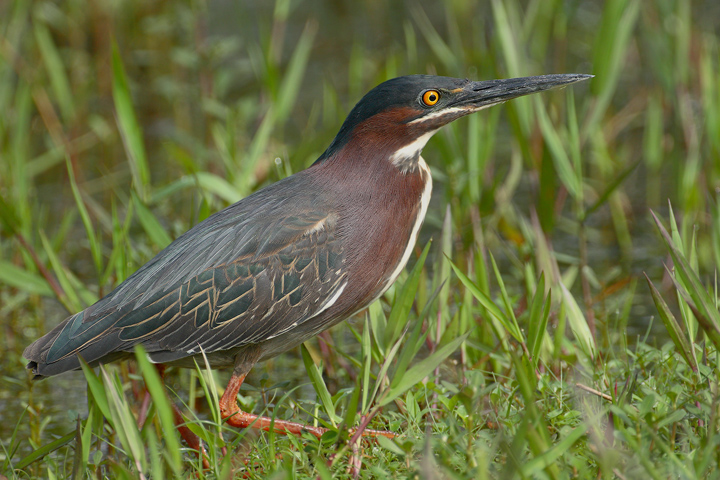 Green Heron