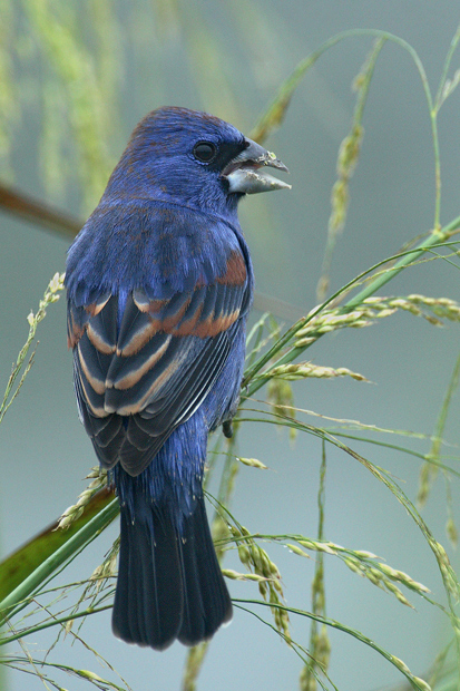 Blue Grosbeak