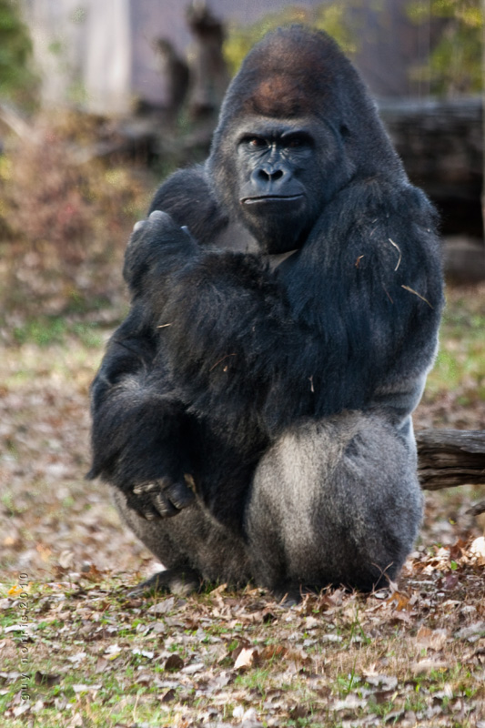 Nov 2010 Zoo Pic-06