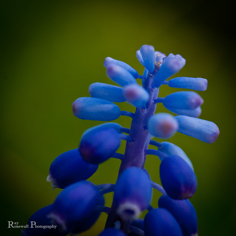 Grape Hyacinth By Ray R.jpg