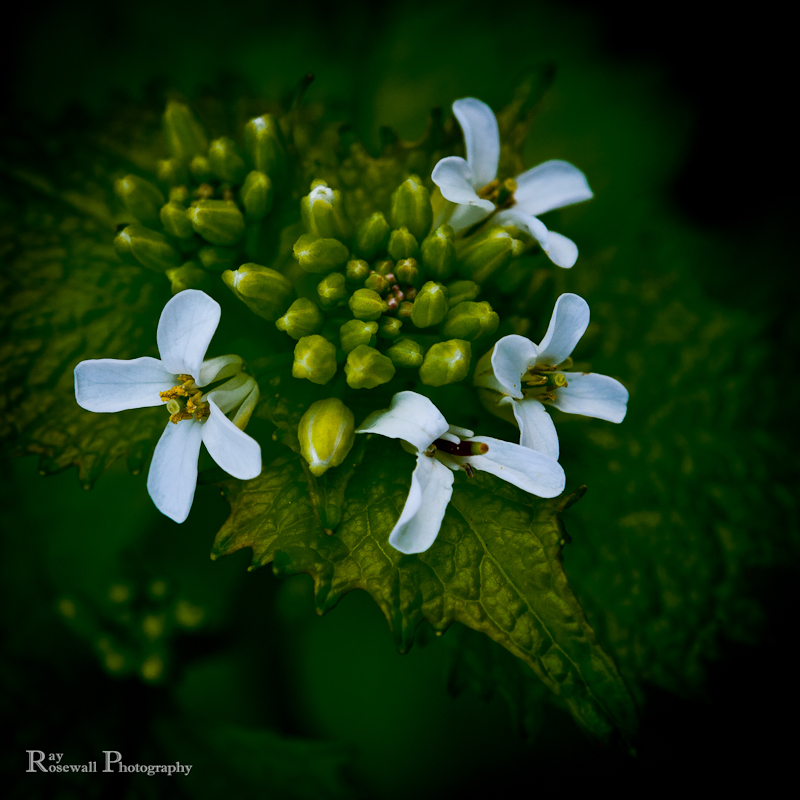 Garlic Mustard by Ray R.jpg