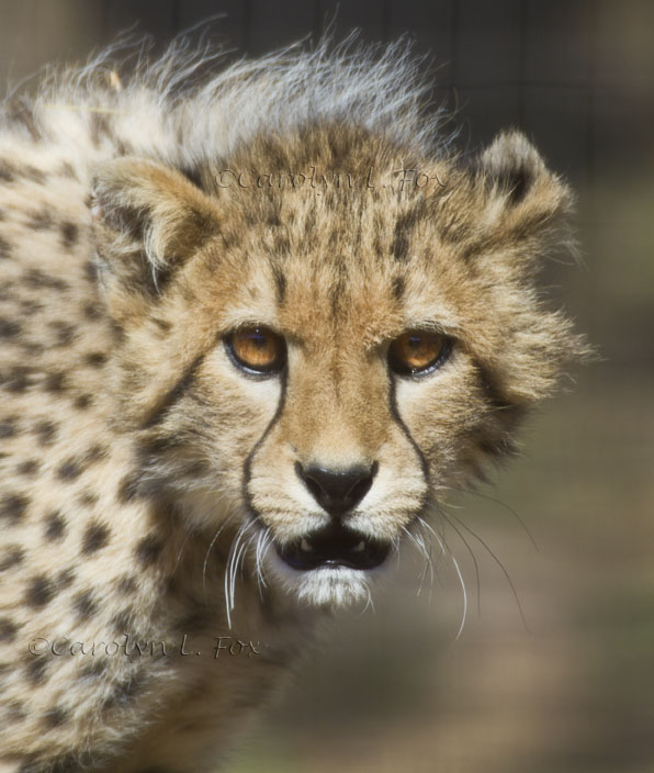 Cheetah Cub