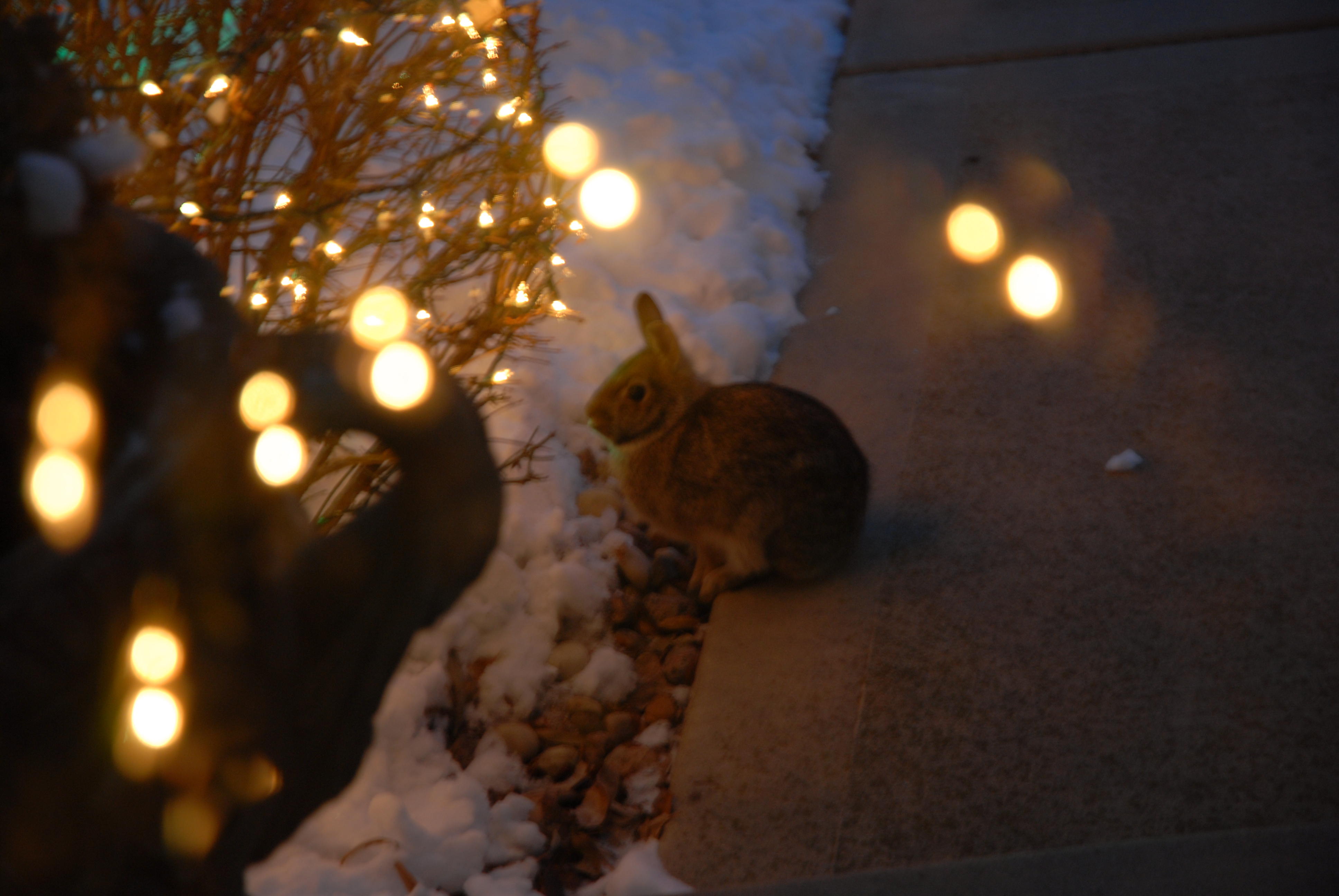 I think this is the guilty party that has been eating the light cords.