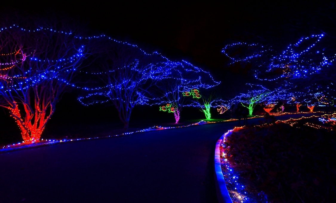 holiday lights at norfolk botanical garden...