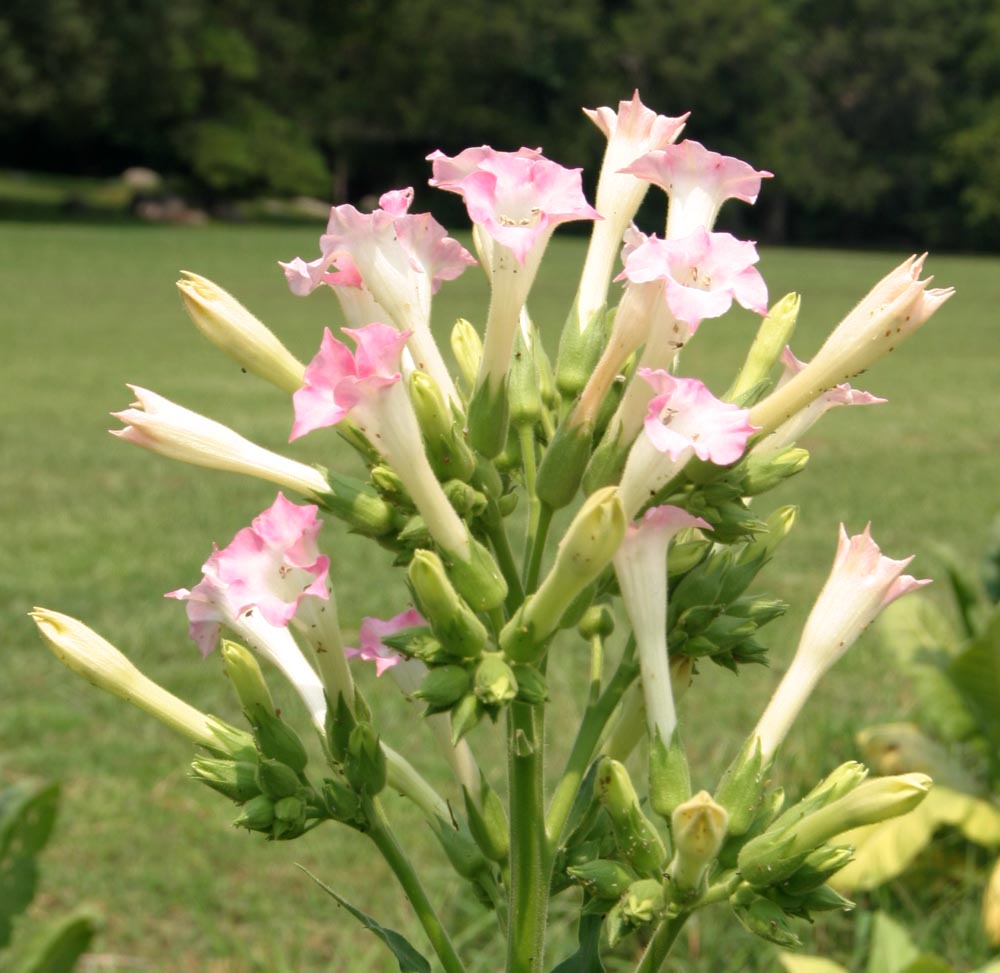 Tobacco Flowers