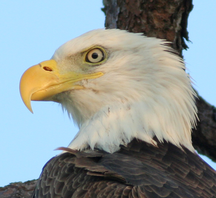 Canon 400mm f/5.6