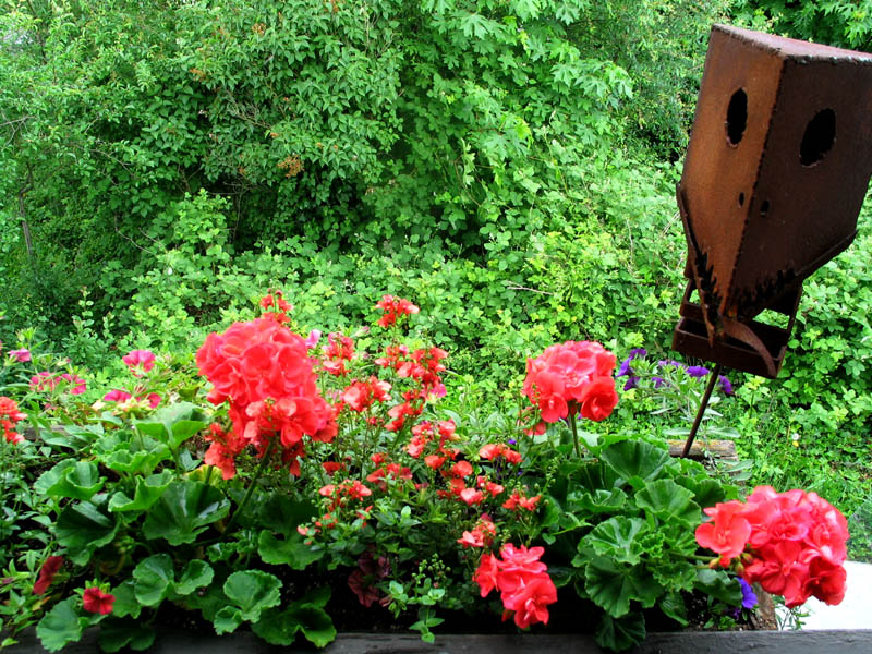 salmon geraniums, devil - 2 (may 2006)