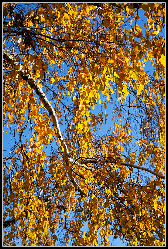 Fall Leaves of Ashbridge Park