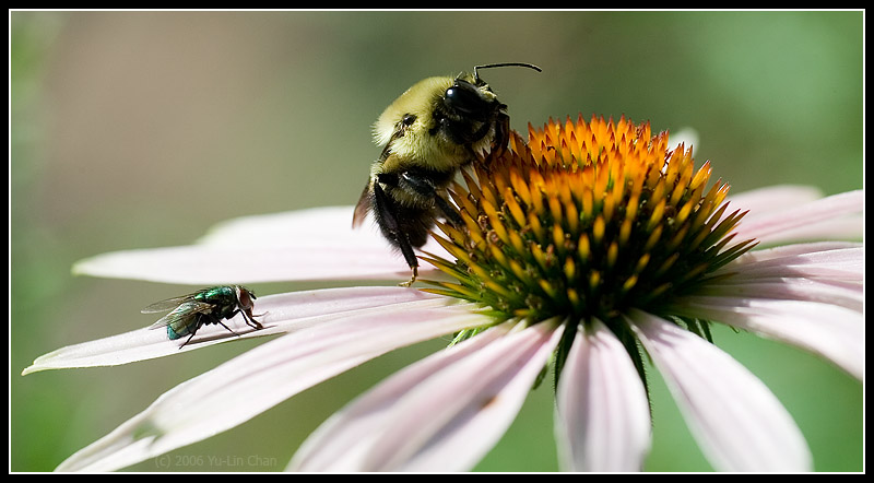 web_Bee.jpg
