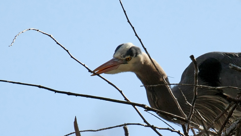 Checking Out Nesting Material