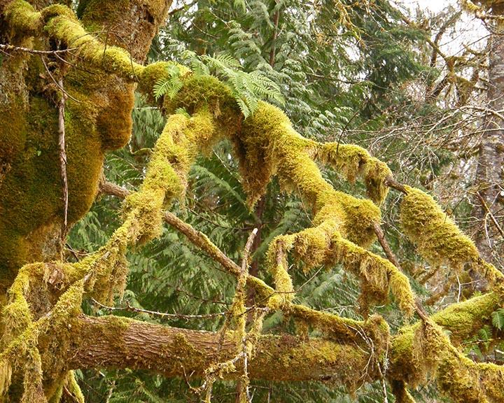 Mossy Maple  Licorice Root Ferns