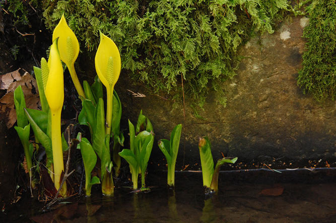 Secluded skunk cabbage 'family'