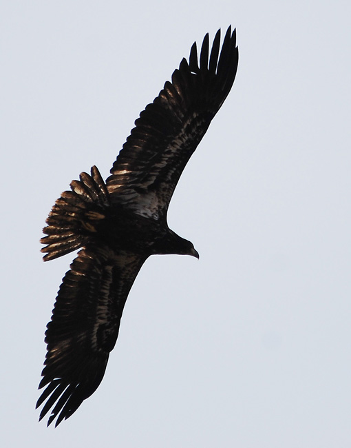 First-year bald eagle in flight