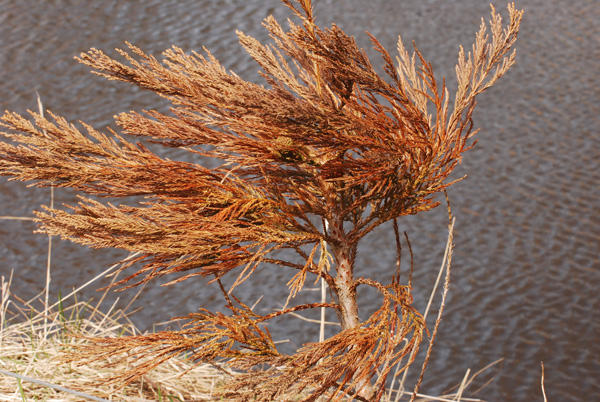 Windblown brush above the pond
