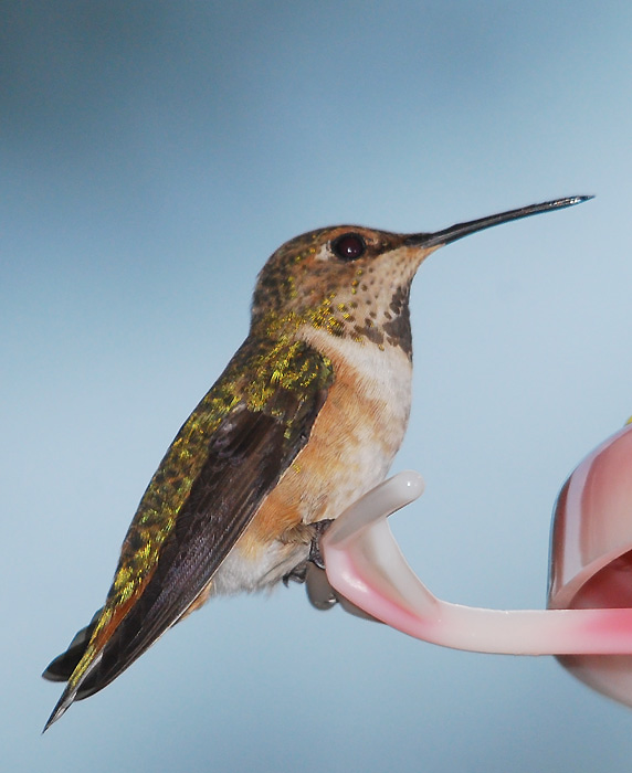 Female Hummingbird at feeder