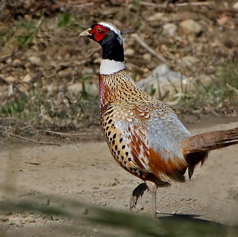 Ring-necked Pheasant