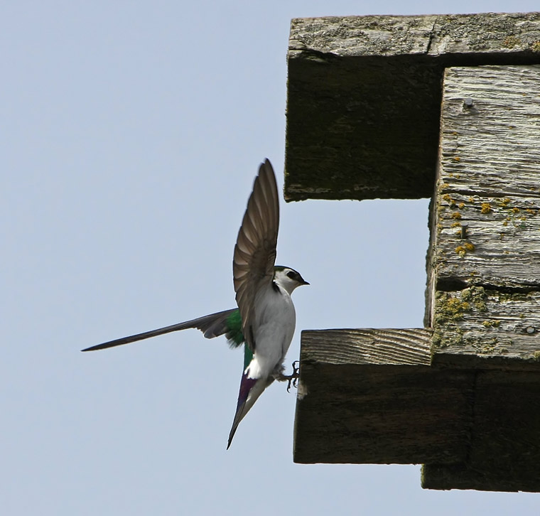 Violet-green Swallow