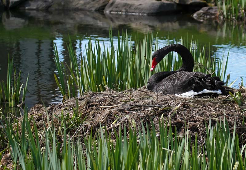 Nesting Black Swan