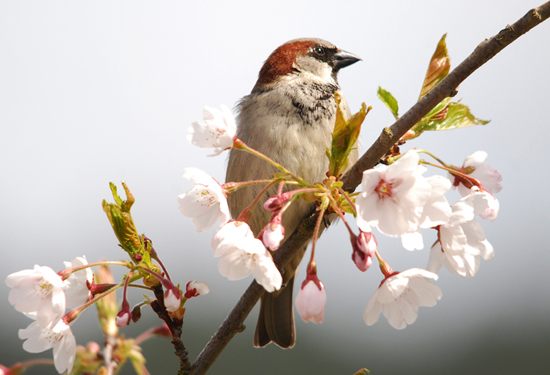 House Sparrow on flowering branch