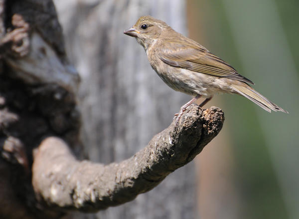 Female House Finch on branch tip