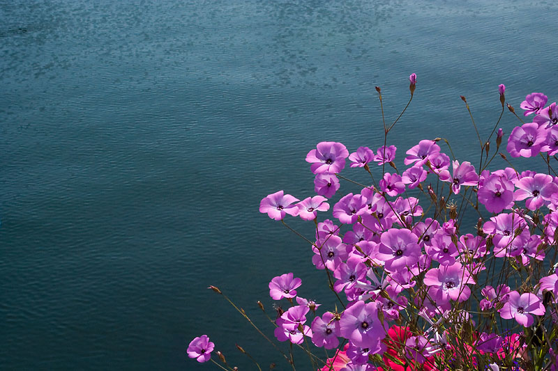 Victoria's Inner Harbour #1