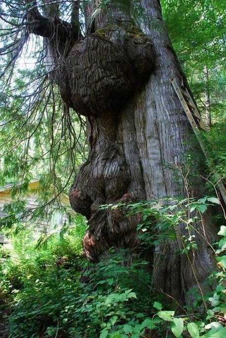 face in giant cedar