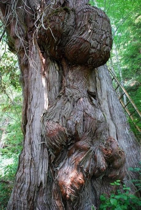 man traped inside giant cedar
