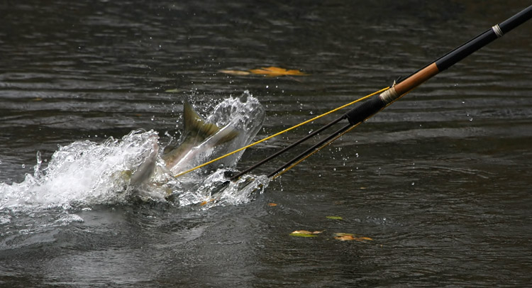Traditional Spear Fishing photo - Cowichan Valley Camera Club
