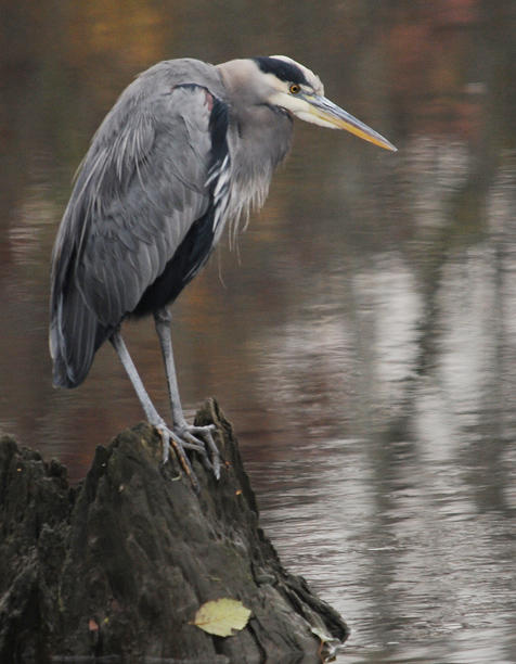 Heron ready for breakfast