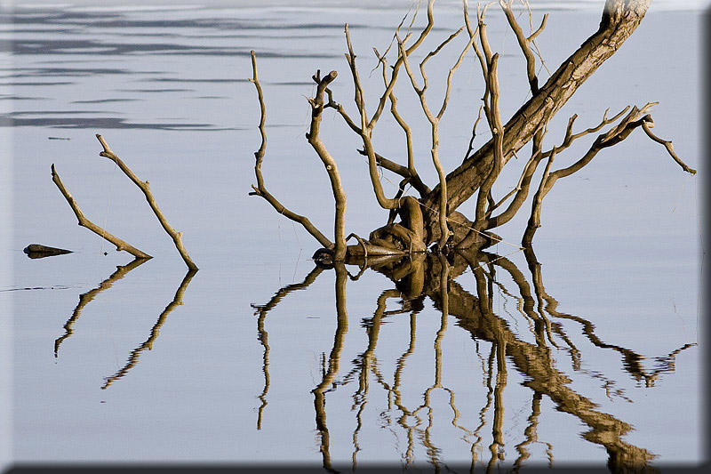 Reflected Twigs
