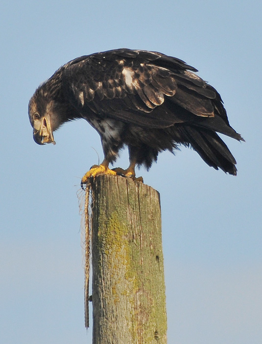Juvenile Eagle Snacking on a Pole