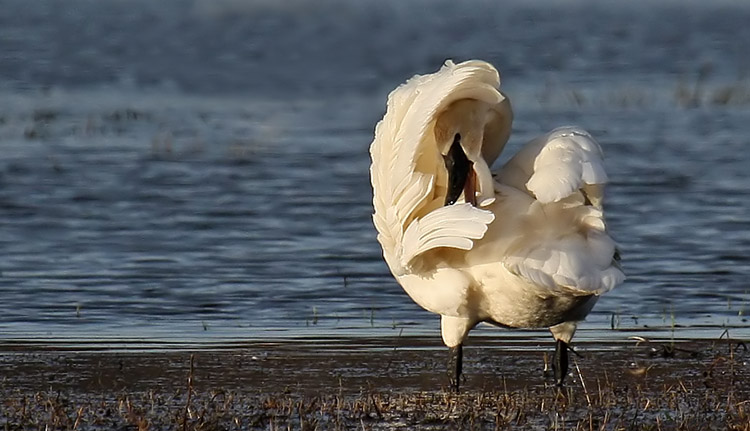 Trumpeter Swan