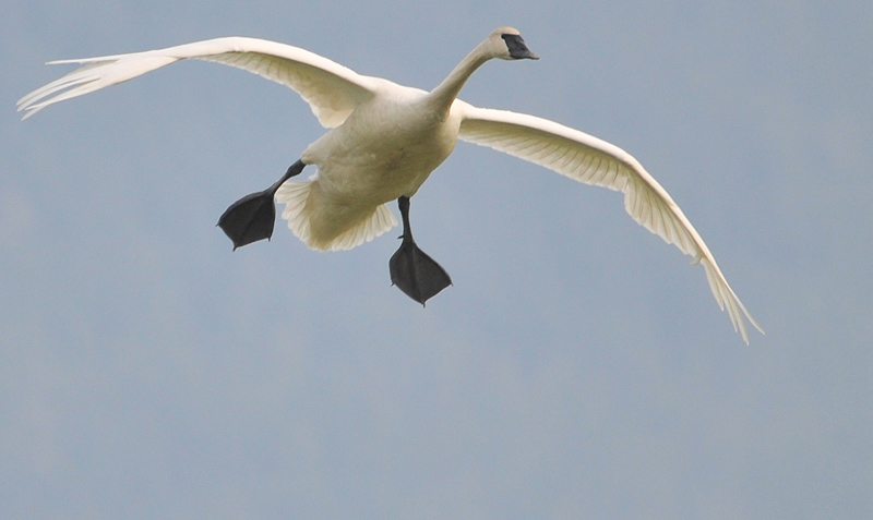 Trumpeter Swan on Final Approach