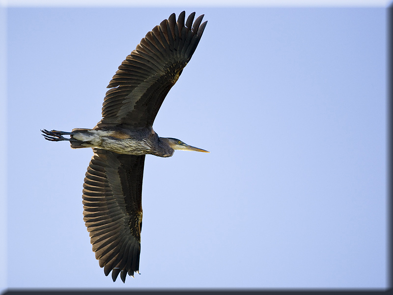 Overhead Heron