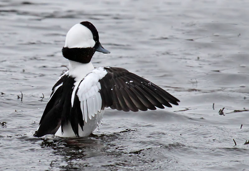 Male Bufflehead