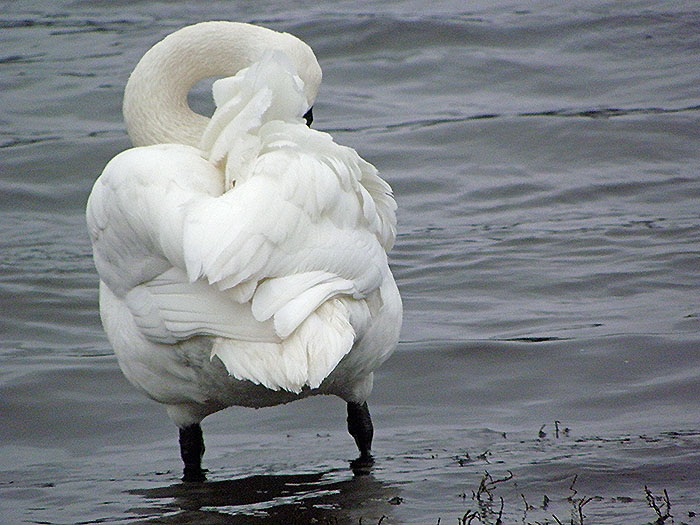 Preening Trumpeter Swan