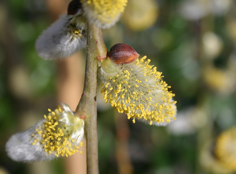 Pussy Willow Dom.