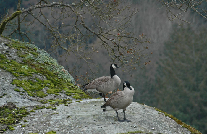 Geese on Rocks