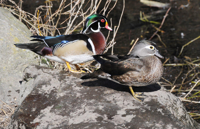 Wood Duck pair