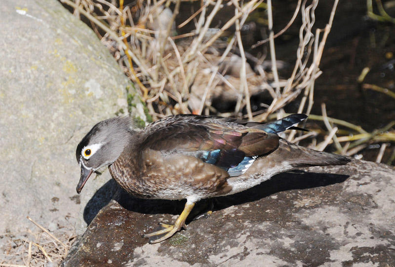 Female Wood Duck