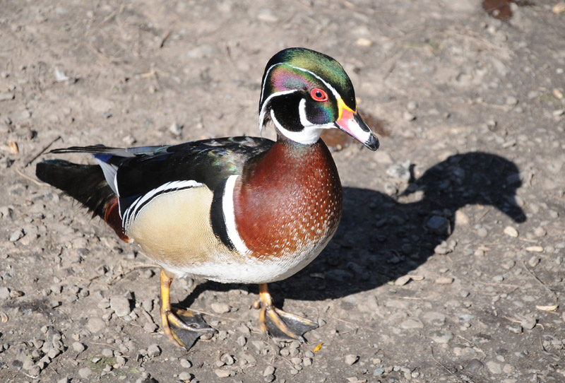 Male Wood Duck Approaching