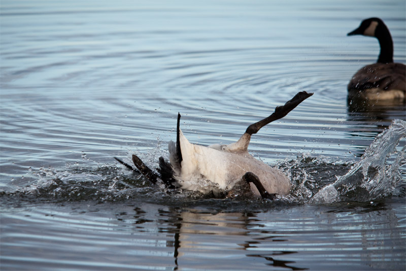 Splashdown