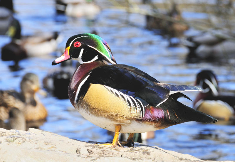 Yet another male Wood Duck