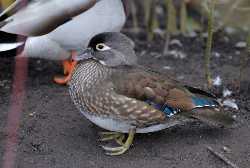  Female Wood Duck